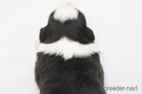 成約済の神奈川県のボーダーコリー-372871の2枚目